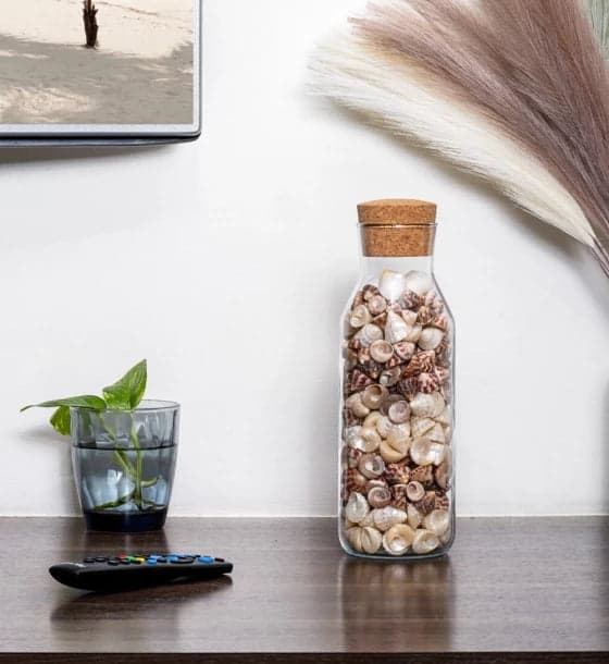 Bottle Trocus