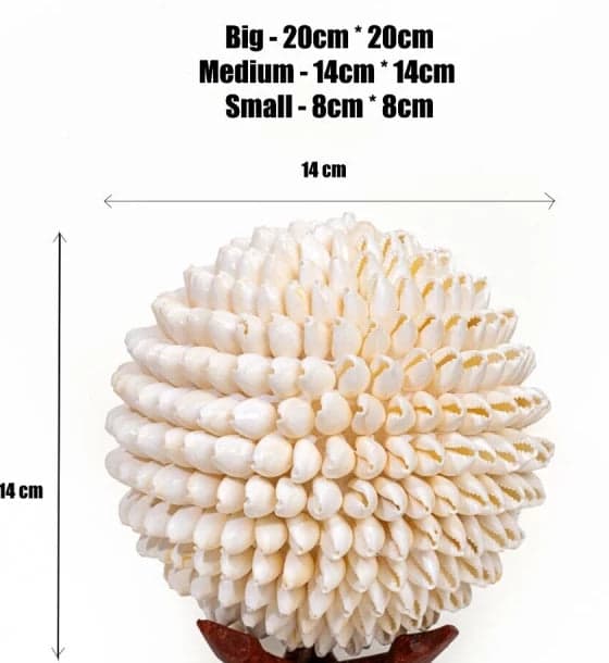 Shell Ball White Cowdy - Image 3