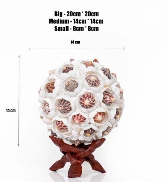 Shell Ball Chippy Trocus - Image 3