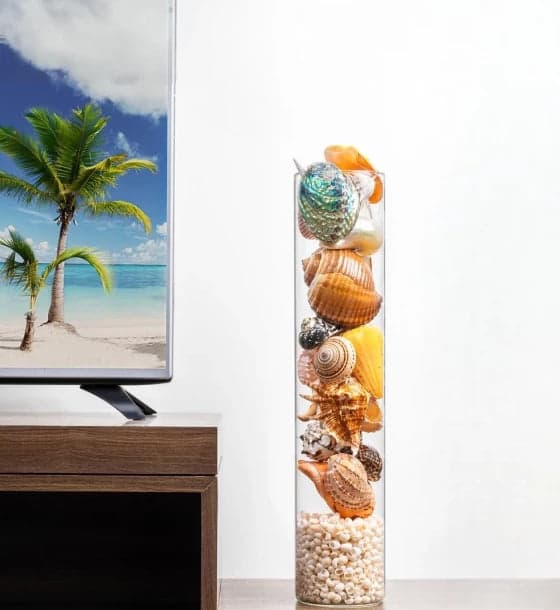 Trocus Shell Table Decor