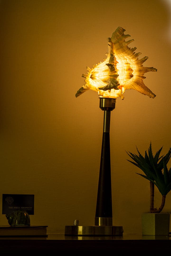 Murex Shell Big Lamp