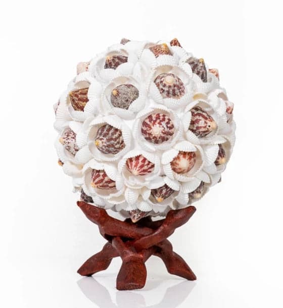 Shell Ball Chippy Trocus